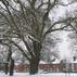 Cricket Green in the Snow - Sophy Bennett